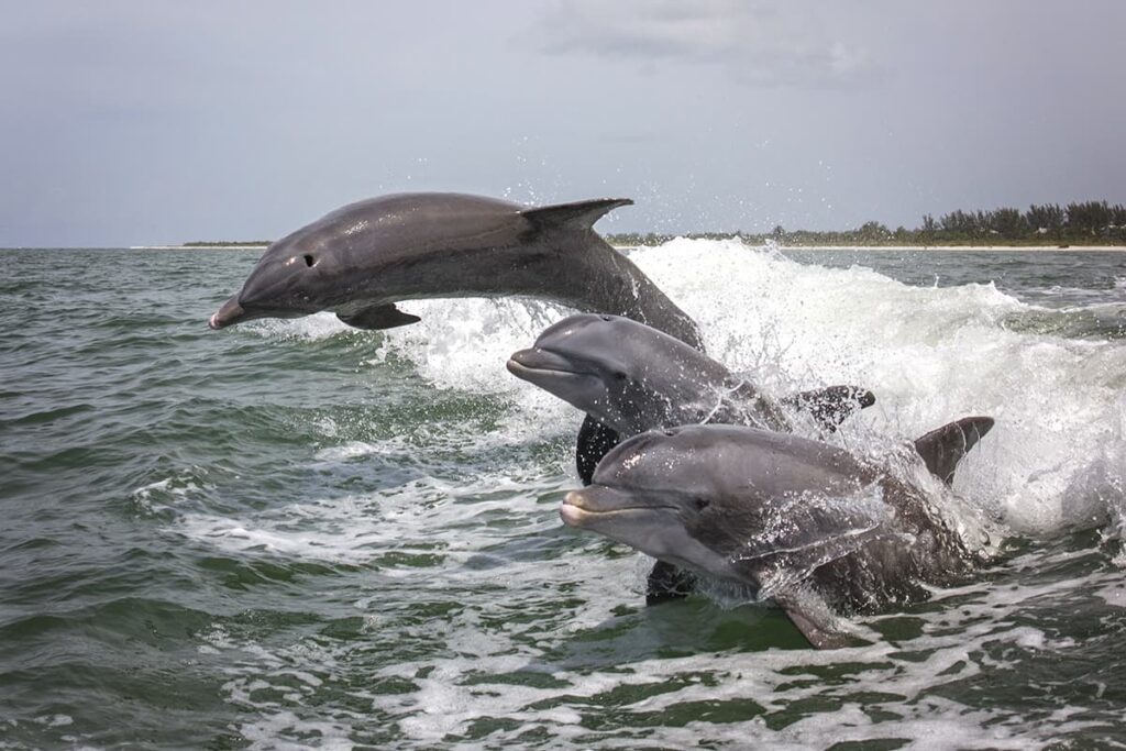 Dolphin Tour